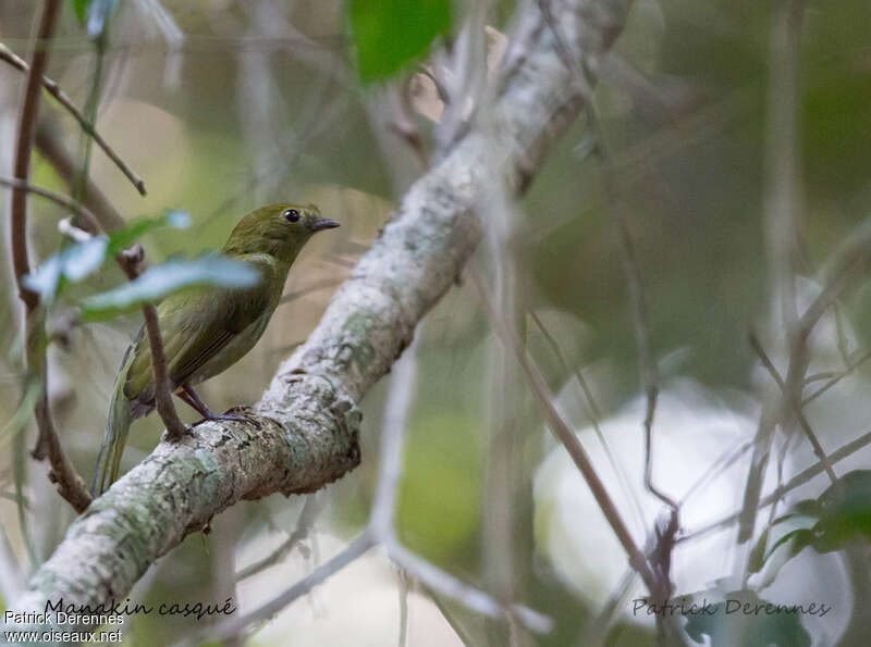 Manakin casqué femelle adulte, identification