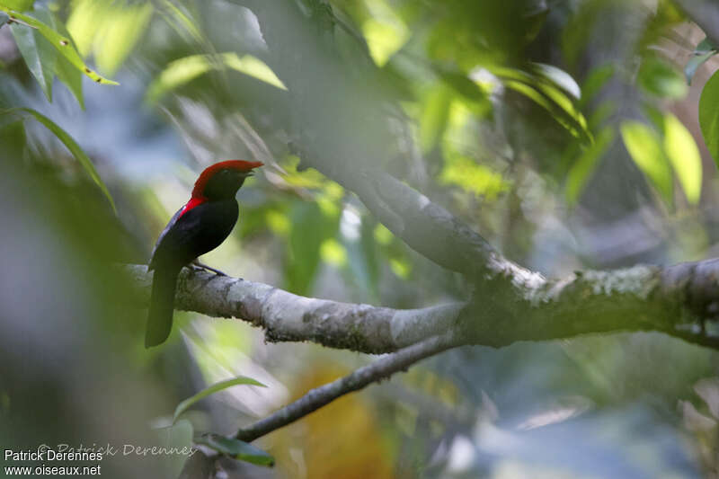 Helmeted Manakin male adult, habitat, pigmentation