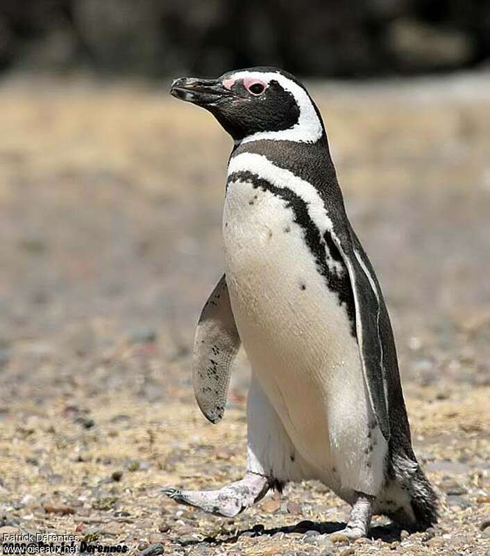 Magellanic Penguinadult, walking