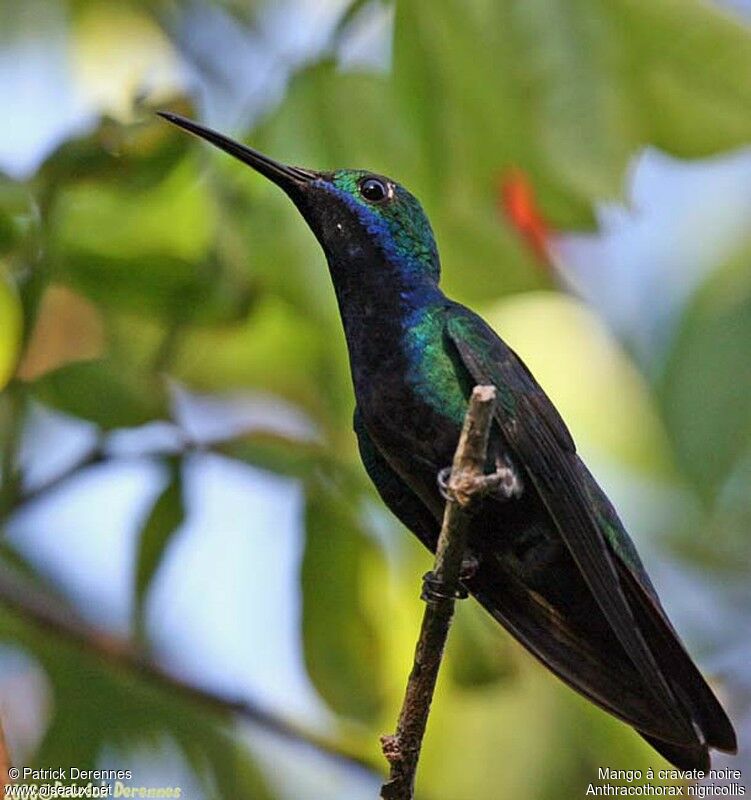 Black-throated Mango male adult breeding