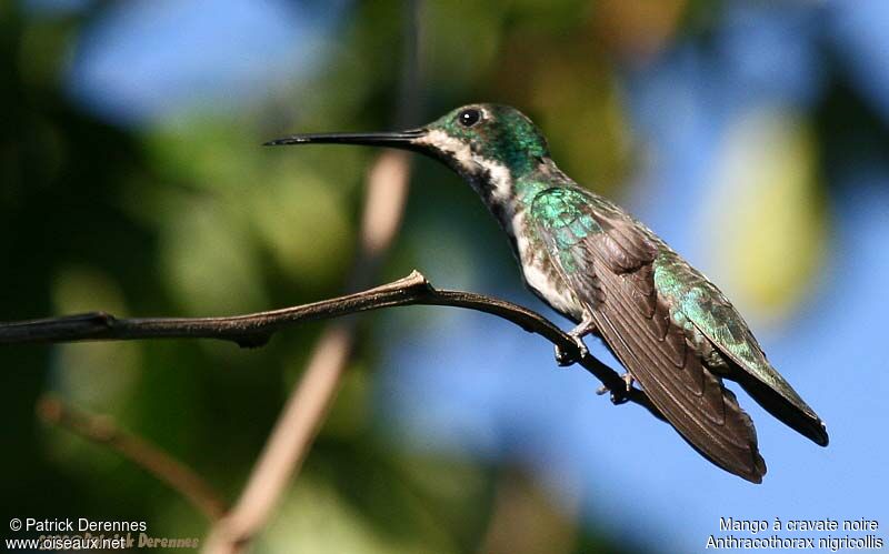 Black-throated Mango female adult