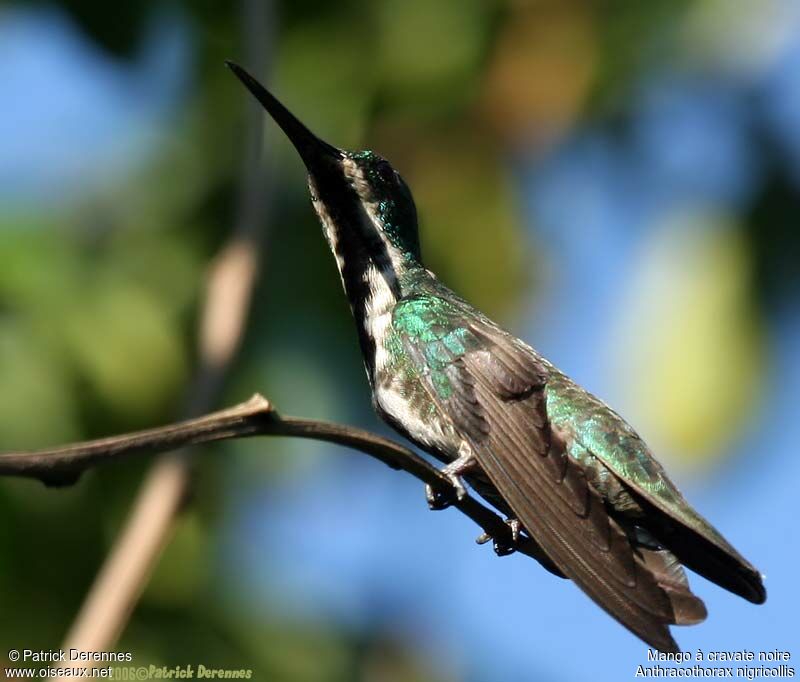 Black-throated Mango female adult