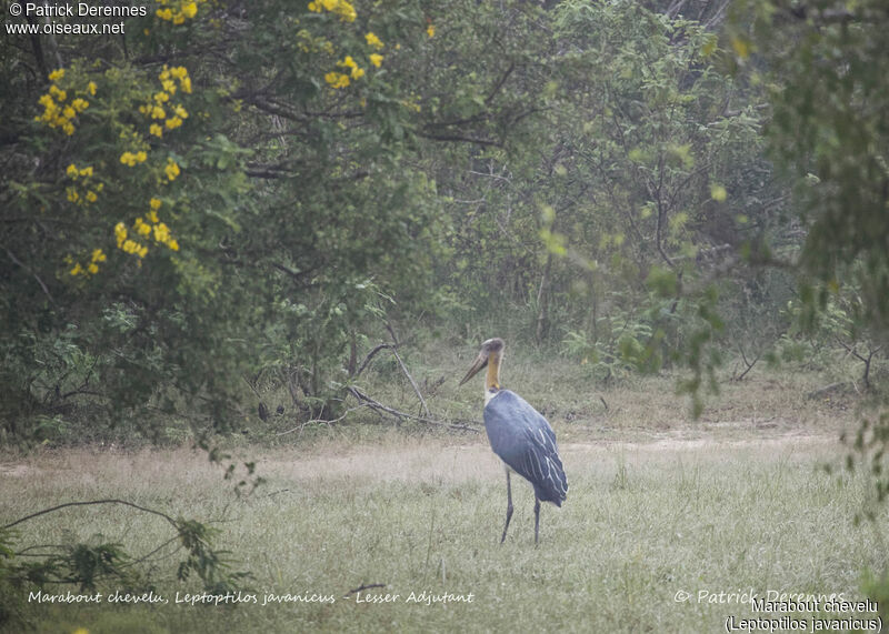 Lesser Adjutant, identification, habitat