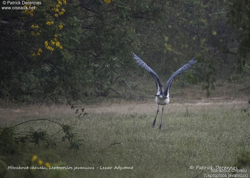 Lesser Adjutant, identification, habitat