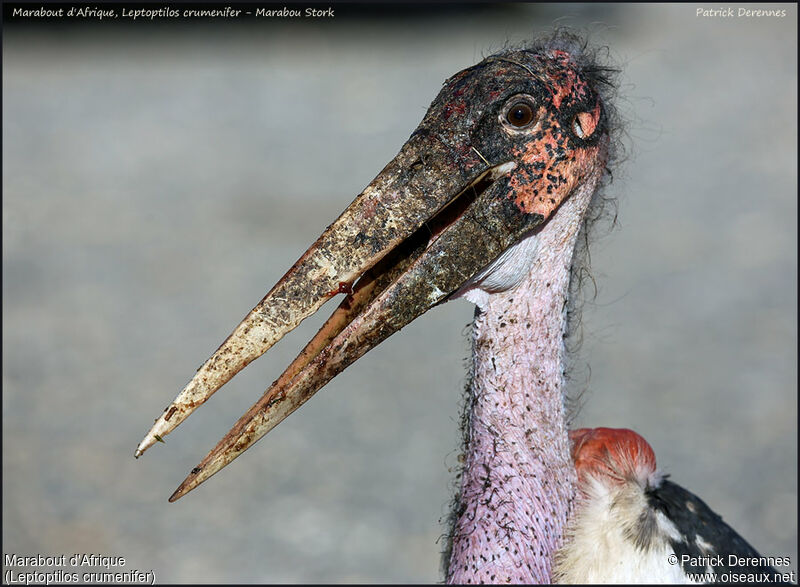 Marabout d'Afriqueadulte, identification