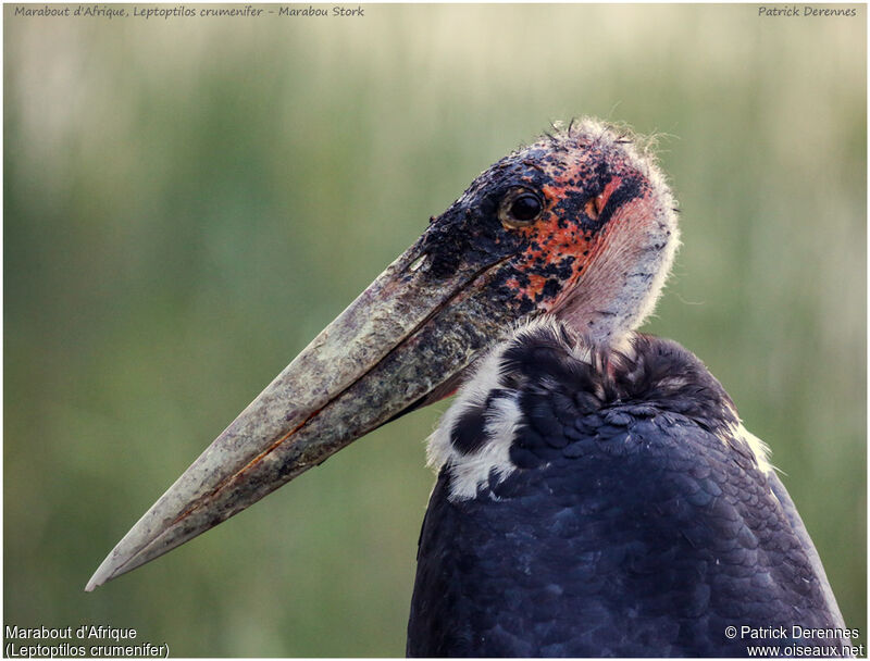 Marabou Stork, identification