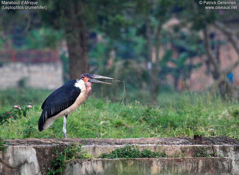 Marabou Stork