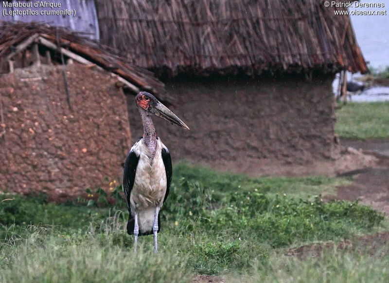 Marabou Stork