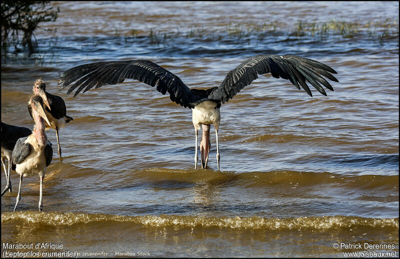 Marabou Storkadult, identification