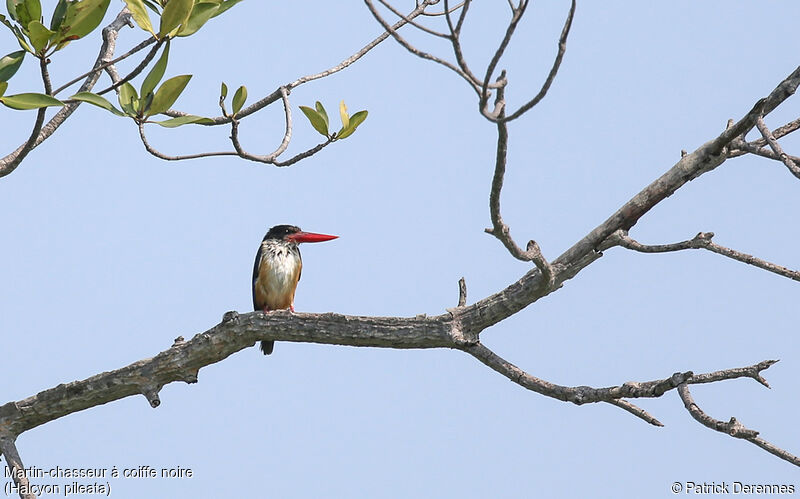 Black-capped Kingfisher