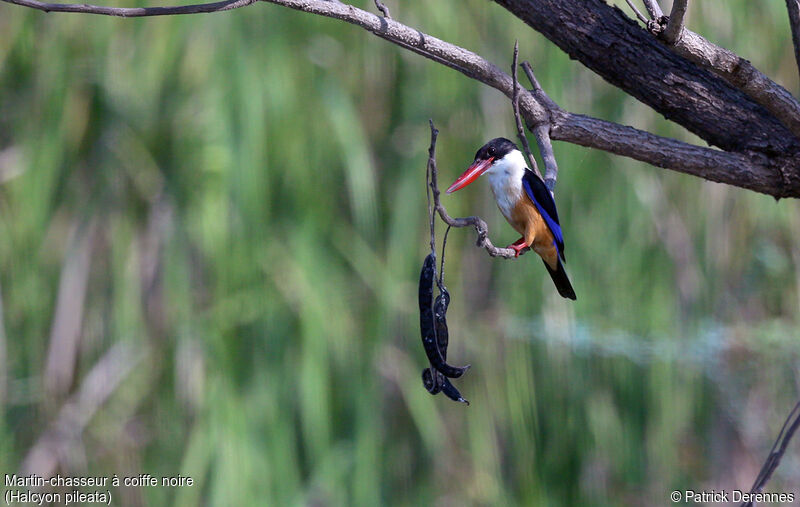 Black-capped Kingfisher