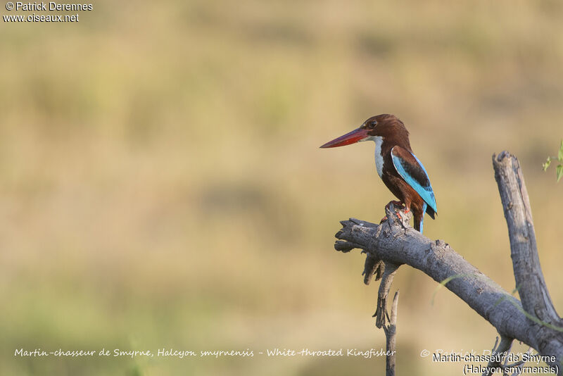 White-throated Kingfisher, identification, habitat