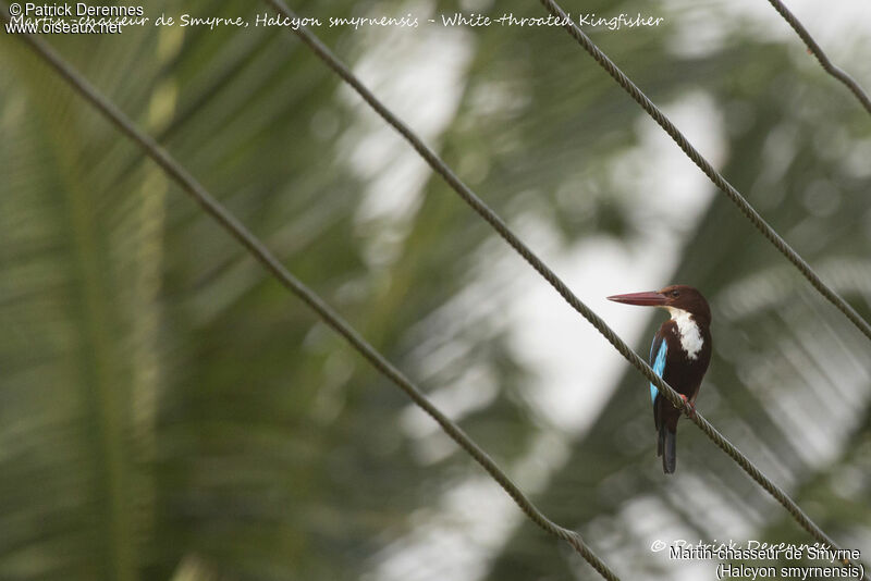 White-throated Kingfisher, identification, habitat