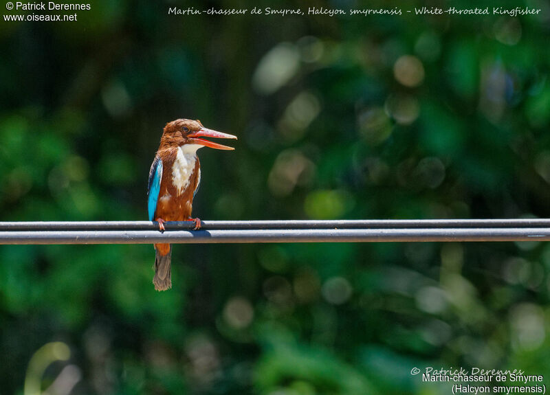 White-throated Kingfisher, identification, habitat