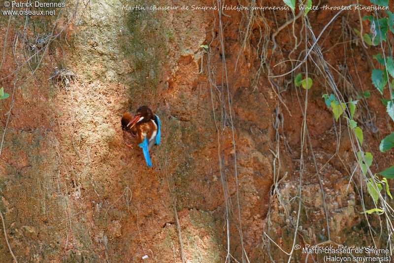 Martin-chasseur de Smyrne, identification, habitat, Nidification