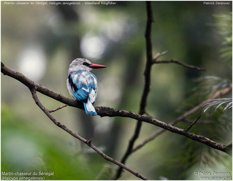 Woodland Kingfisher