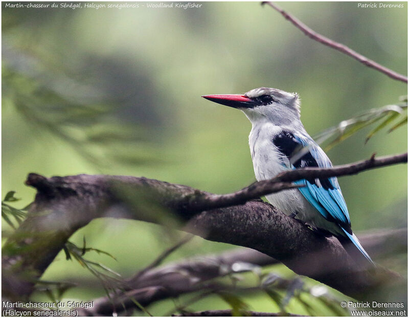 Woodland Kingfisher, identification