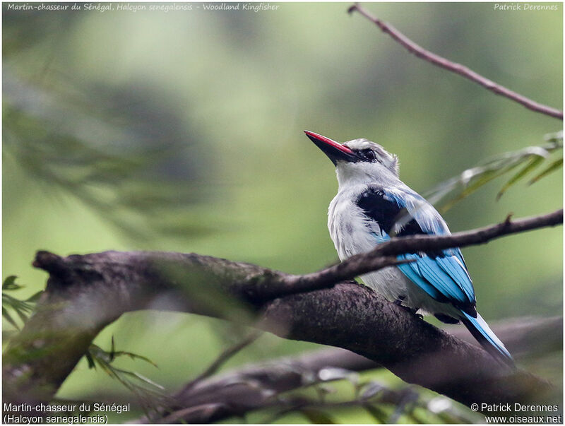 Woodland Kingfisher, identification