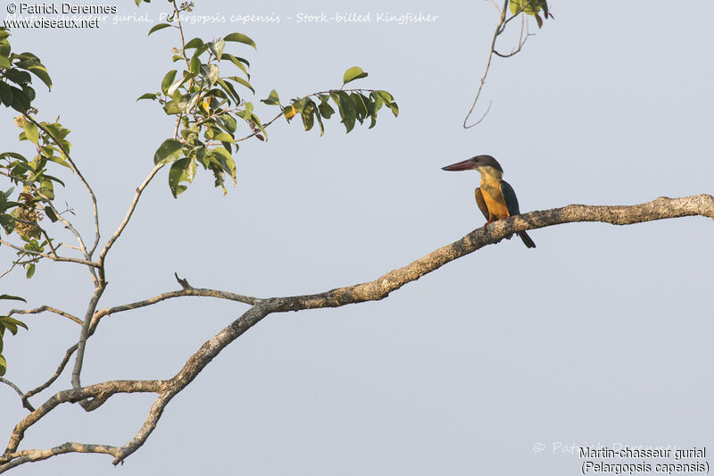 Martin-chasseur gurial, identification, habitat