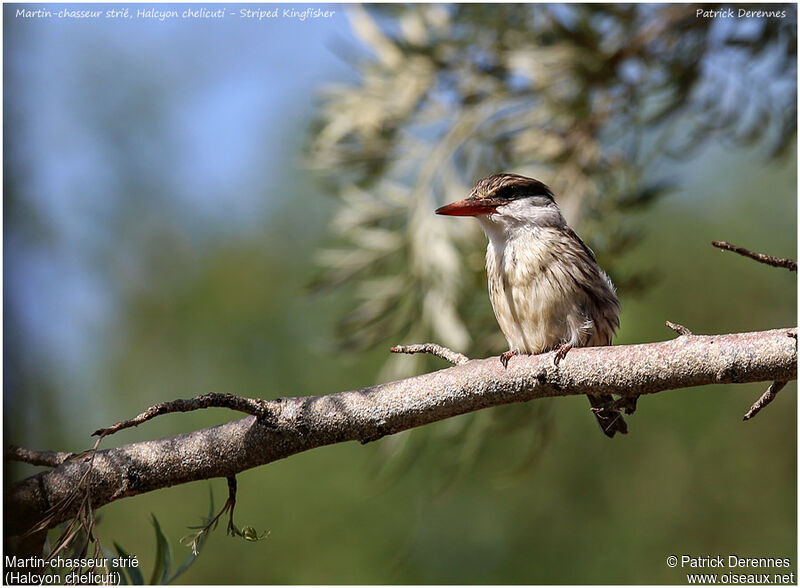 Martin-chasseur striéadulte, identification