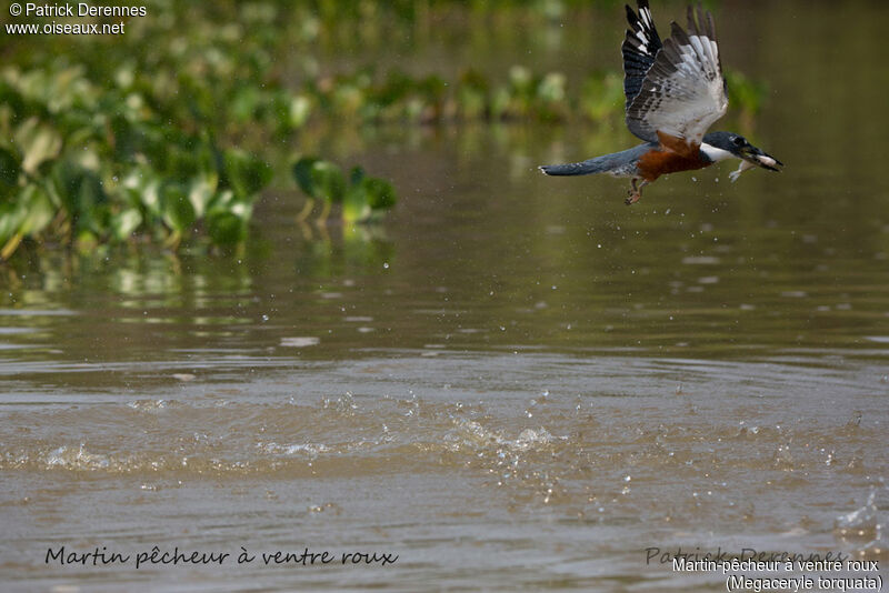 Martin-pêcheur à ventre roux, identification, habitat, Vol, régime, pêche/chasse