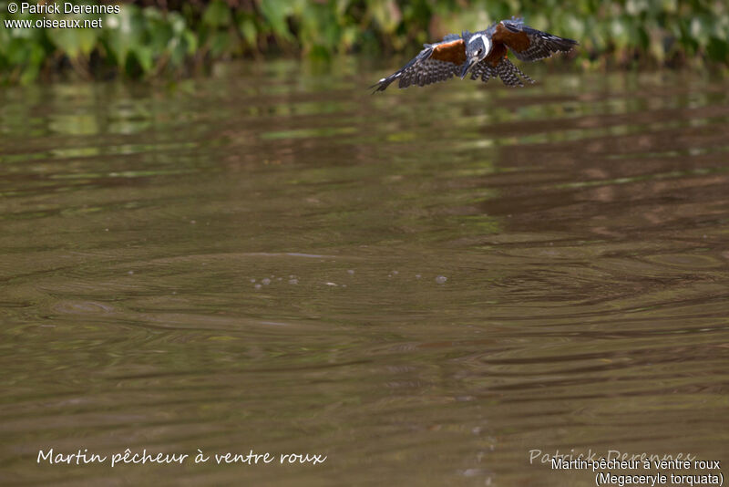 Ringed Kingfisheradult, identification, habitat, Flight, feeding habits, fishing/hunting