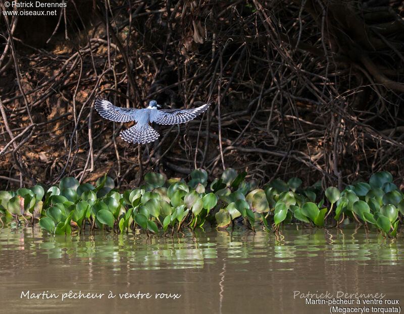 Ringed Kingfisher, identification, habitat, aspect, Flight