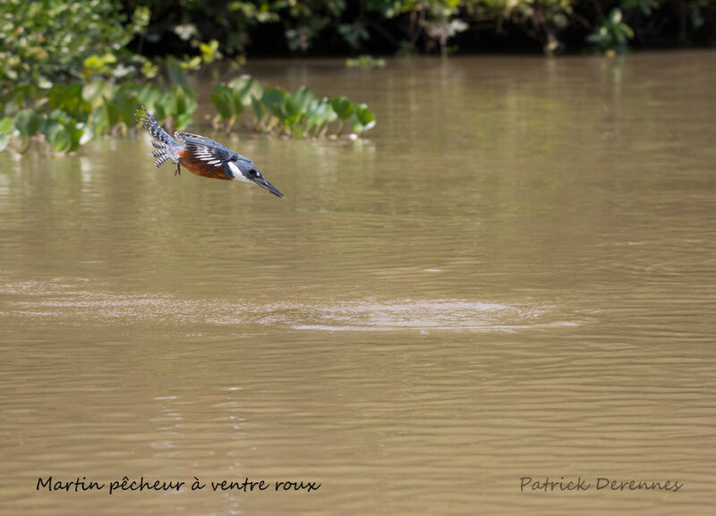 Ringed Kingfisher, identification, habitat