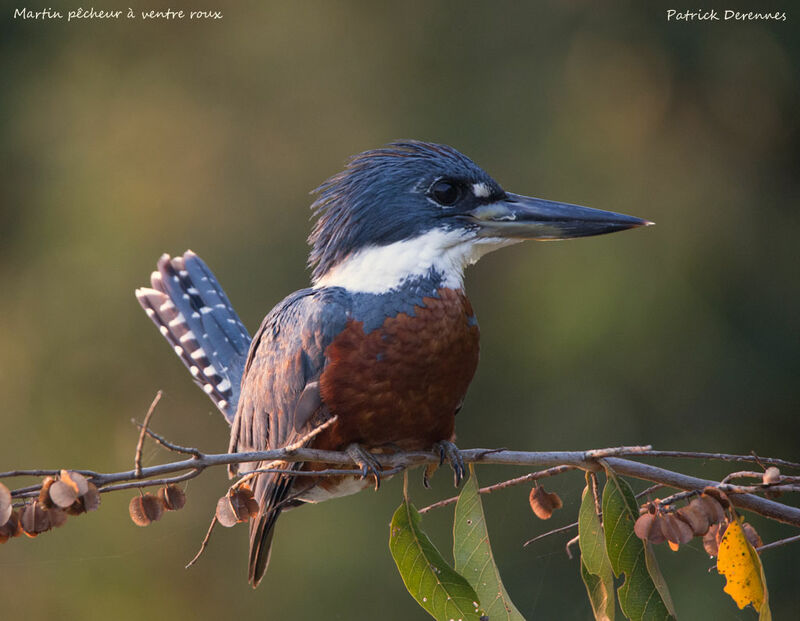 Martin-pêcheur à ventre roux, identification, portrait, habitat