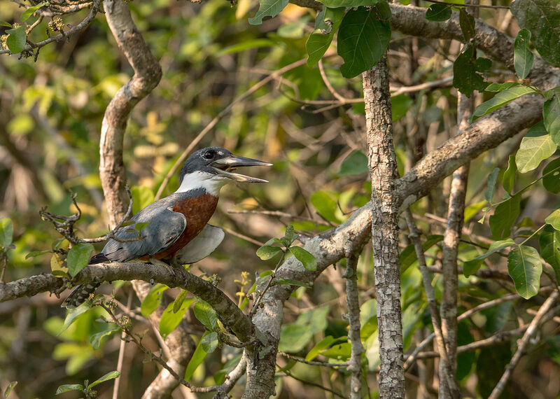 Martin-pêcheur à ventre roux, identification, habitat