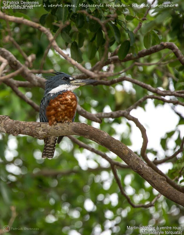 Martin-pêcheur à ventre roux, identification