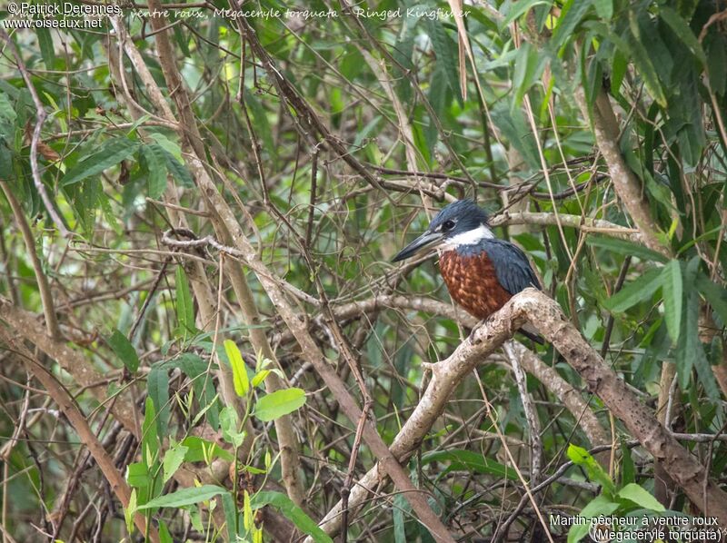 Martin-pêcheur à ventre roux, identification, habitat