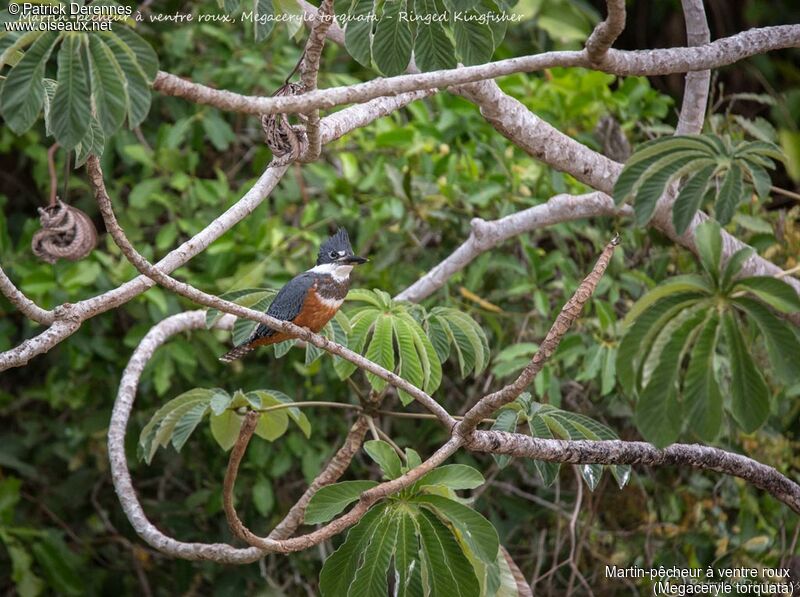 Martin-pêcheur à ventre roux, identification, habitat