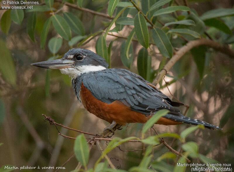 Martin-pêcheur à ventre roux, identification, habitat