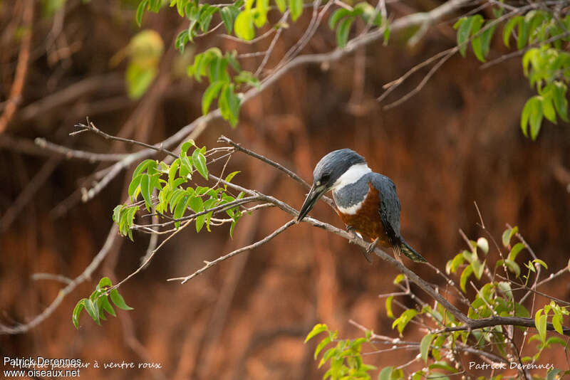 Martin-pêcheur à ventre roux femelle adulte, habitat, pêche/chasse