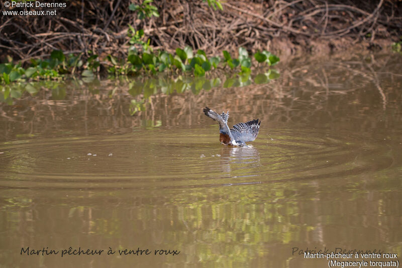 Martin-pêcheur à ventre roux, identification, habitat, Vol, régime, pêche/chasse