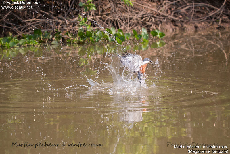 Martin-pêcheur à ventre roux, identification, habitat, Vol, régime, pêche/chasse