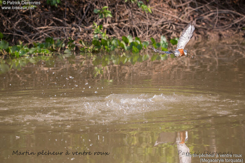 Martin-pêcheur à ventre rouxadulte, identification, habitat, Vol, régime, pêche/chasse