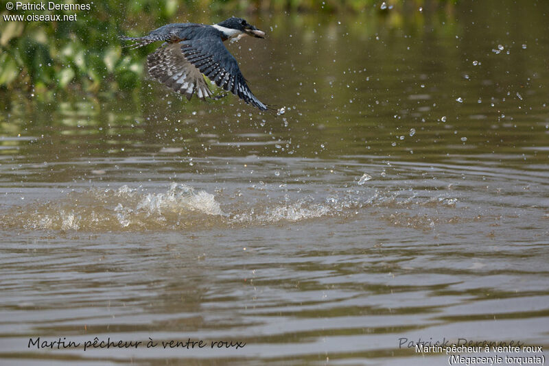 Martin-pêcheur à ventre roux, identification, habitat, Vol, régime, pêche/chasse