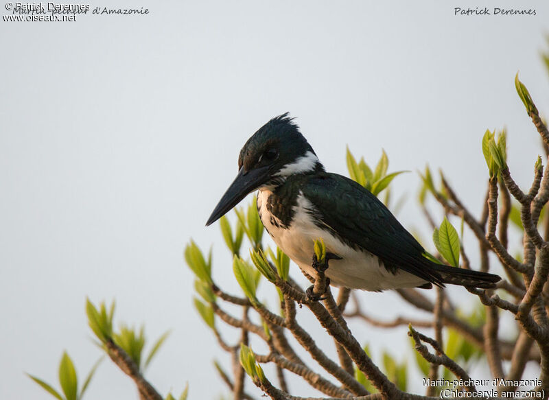 Martin-pêcheur d'Amazonie, identification, portrait