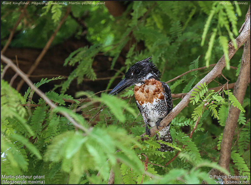 Martin-pêcheur géantadulte, identification