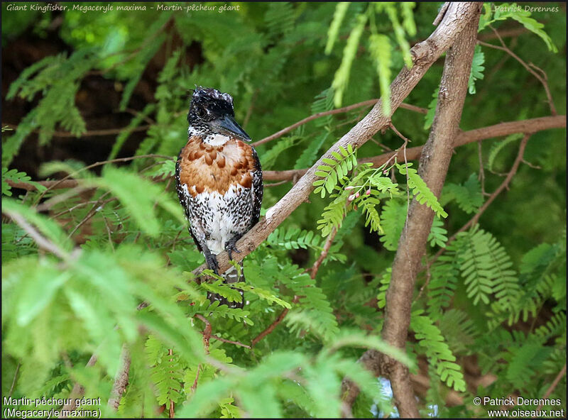 Giant Kingfisheradult, identification