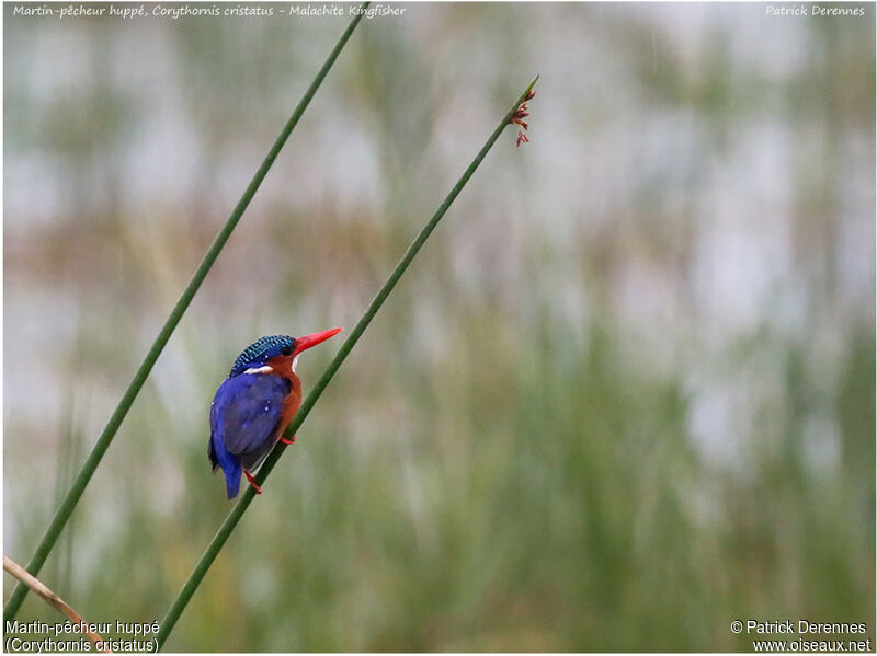 Malachite Kingfisher, identification