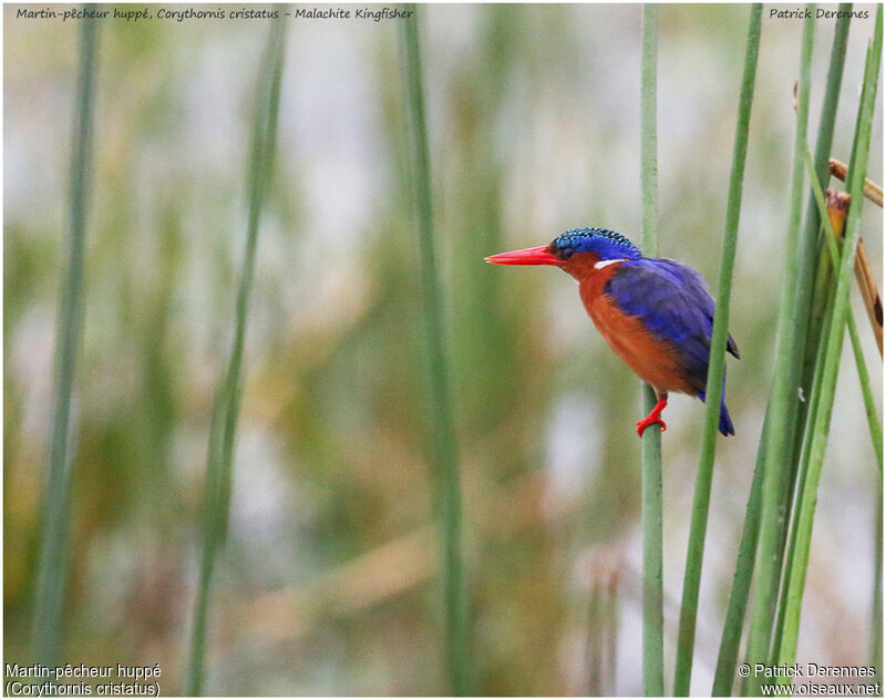 Malachite Kingfisher, identification