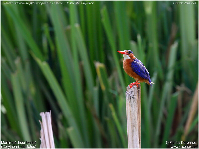 Malachite Kingfisheradult, identification