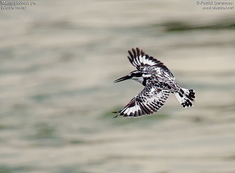 Pied Kingfisheradult