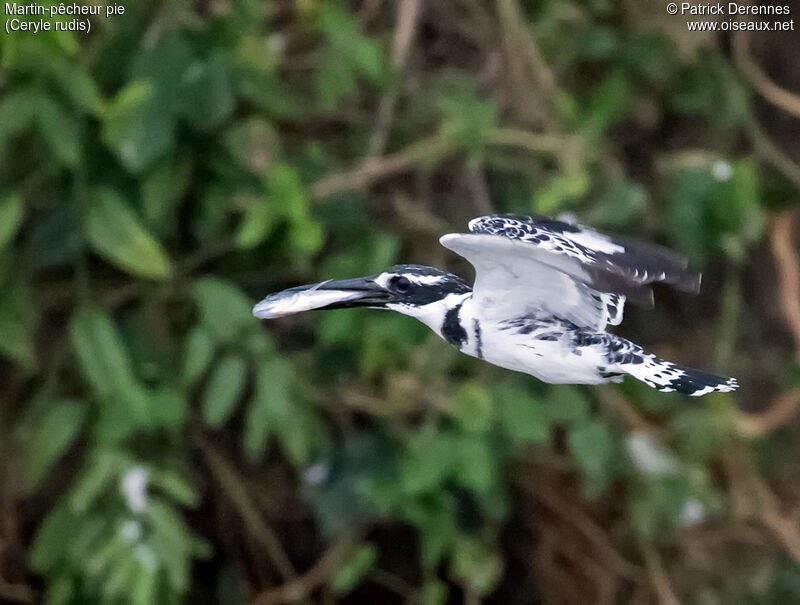 Pied Kingfisheradult, identification, Flight, feeding habits, Behaviour