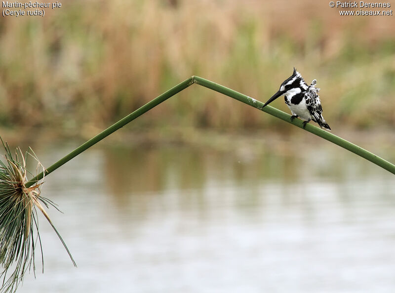 Pied Kingfisheradult, identification