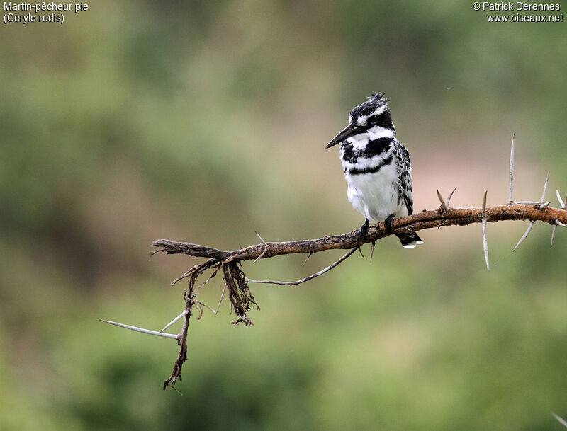 Pied Kingfisheradult, identification