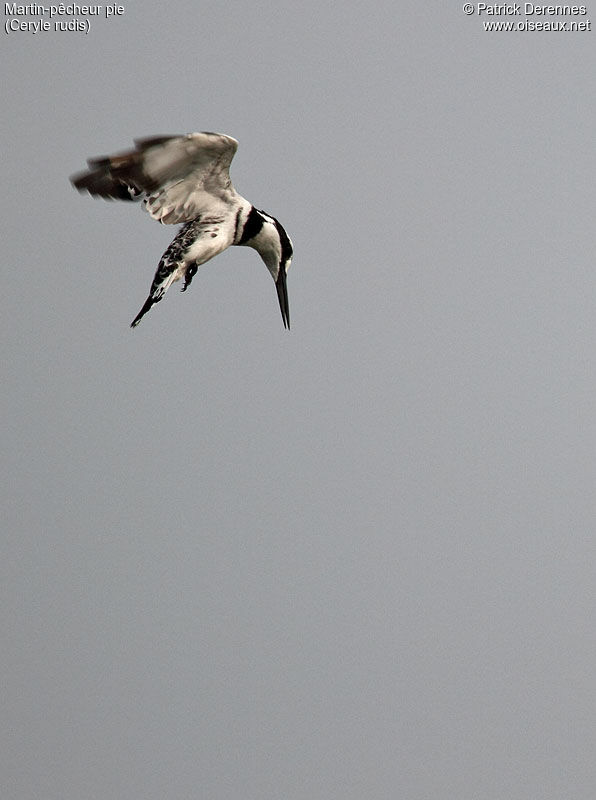 Pied Kingfisheradult, identification, Flight, Behaviour